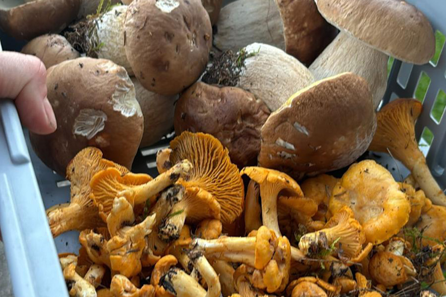 Pilze